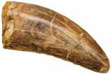 Serrated, Juvenile Carcharodontosaurus Tooth #214464-1
